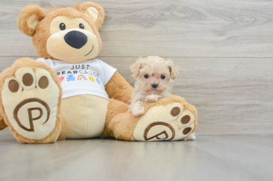 Best Maltipoo Baby