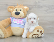 8 week old Maltipoo Puppy For Sale - Windy City Pups