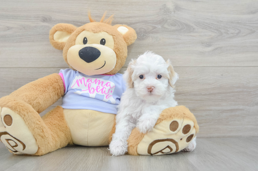 5 week old Maltipoo Puppy For Sale - Windy City Pups