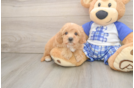 Happy Maltipoo Baby