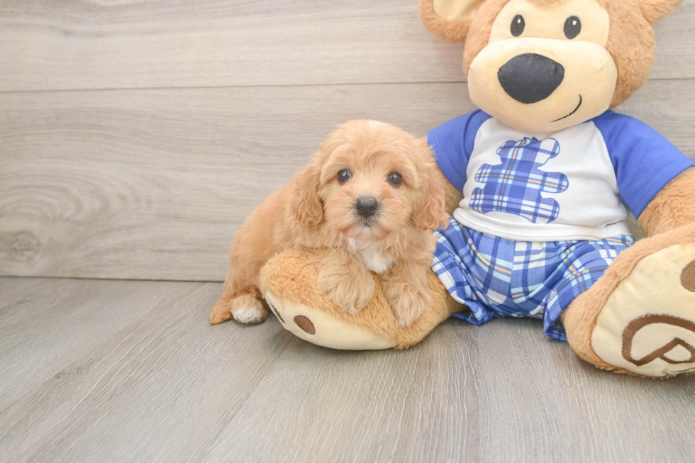 Happy Maltipoo Baby