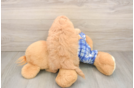 Energetic Moodle Poodle Mix Puppy