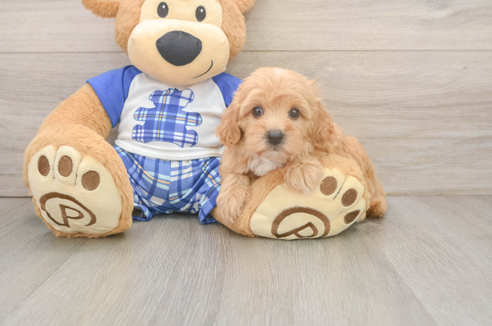 5 week old Maltipoo Puppy For Sale - Windy City Pups