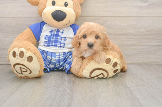 Happy Maltipoo Baby