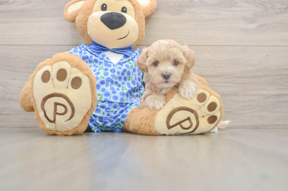 5 week old Maltipoo Puppy For Sale - Windy City Pups