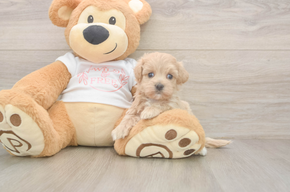 5 week old Maltipoo Puppy For Sale - Windy City Pups