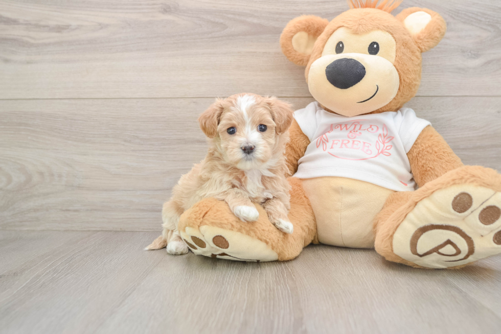 Fluffy Maltipoo Poodle Mix Pup