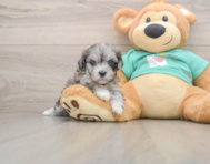 8 week old Maltipoo Puppy For Sale - Windy City Pups