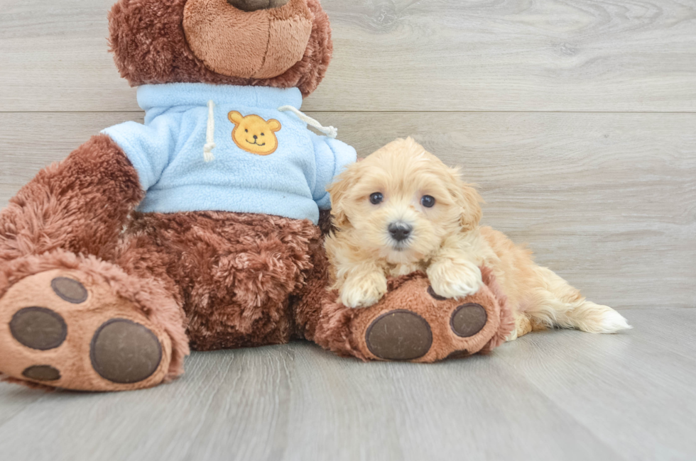 6 week old Maltipoo Puppy For Sale - Windy City Pups