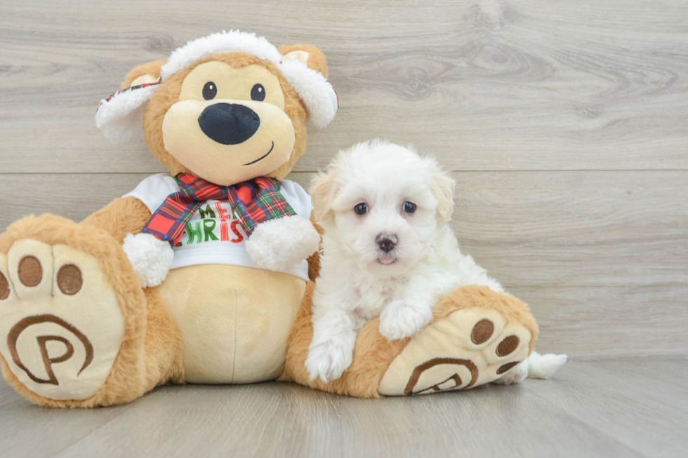 Maltipoo Pup Being Cute