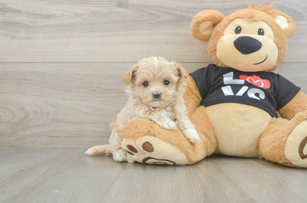 6 week old Maltipoo Puppy For Sale - Windy City Pups