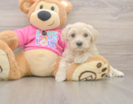 5 week old Maltipoo Puppy For Sale - Windy City Pups