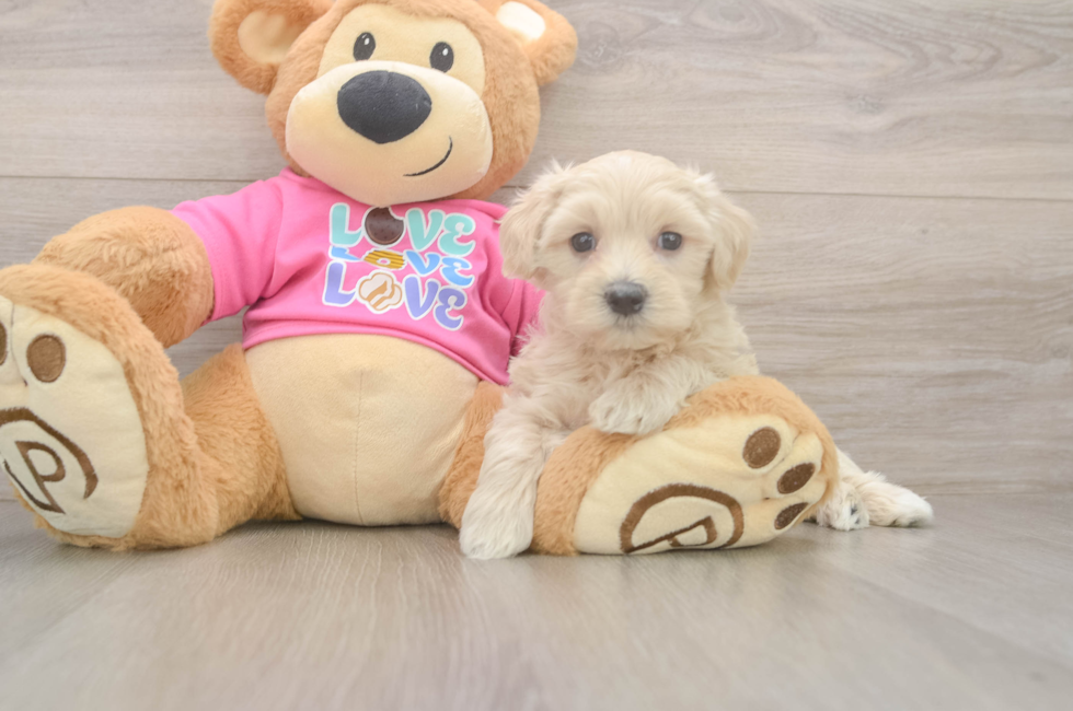 5 week old Maltipoo Puppy For Sale - Windy City Pups