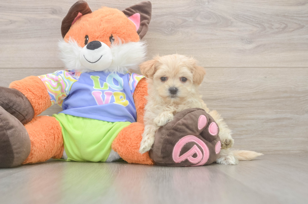 6 week old Maltipoo Puppy For Sale - Windy City Pups
