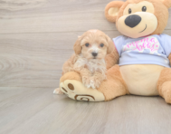 7 week old Maltipoo Puppy For Sale - Windy City Pups