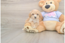 Best Maltipoo Baby