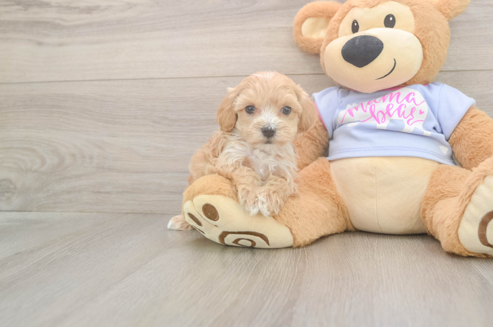5 week old Maltipoo Puppy For Sale - Windy City Pups
