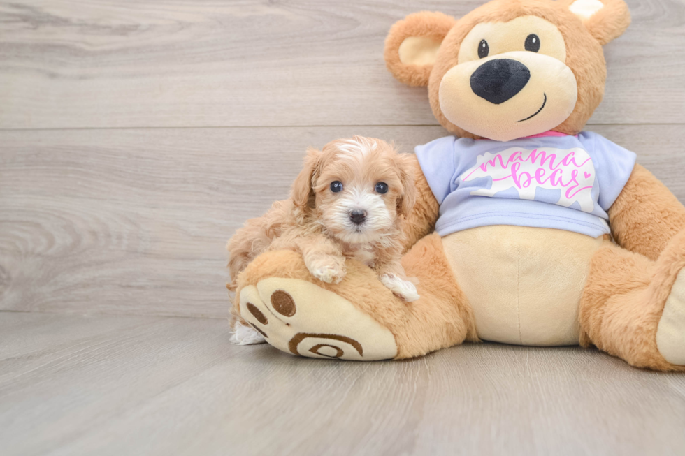 Playful Multipoo Poodle Mix Puppy