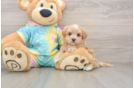 Maltipoo Pup Being Cute