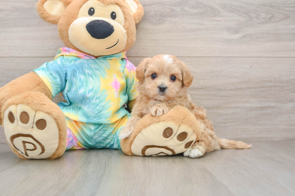 Maltipoo Pup Being Cute