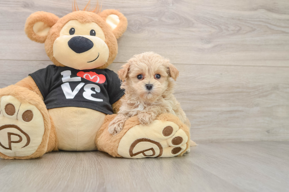 Hypoallergenic Moodle Poodle Mix Puppy