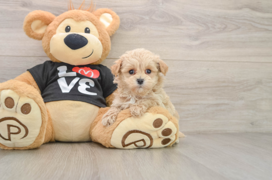 Hypoallergenic Moodle Poodle Mix Puppy