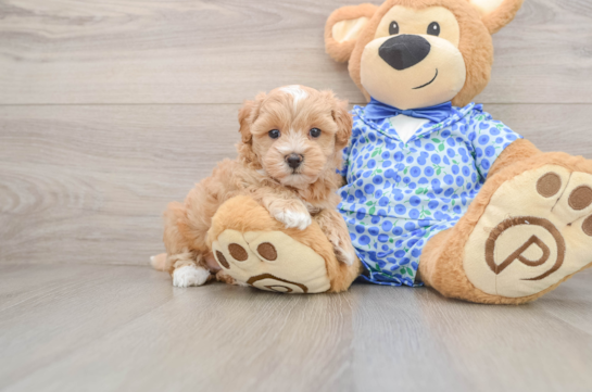 KADE, a Maltipoo littermate