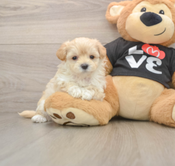 7 week old Maltipoo Puppy For Sale - Windy City Pups