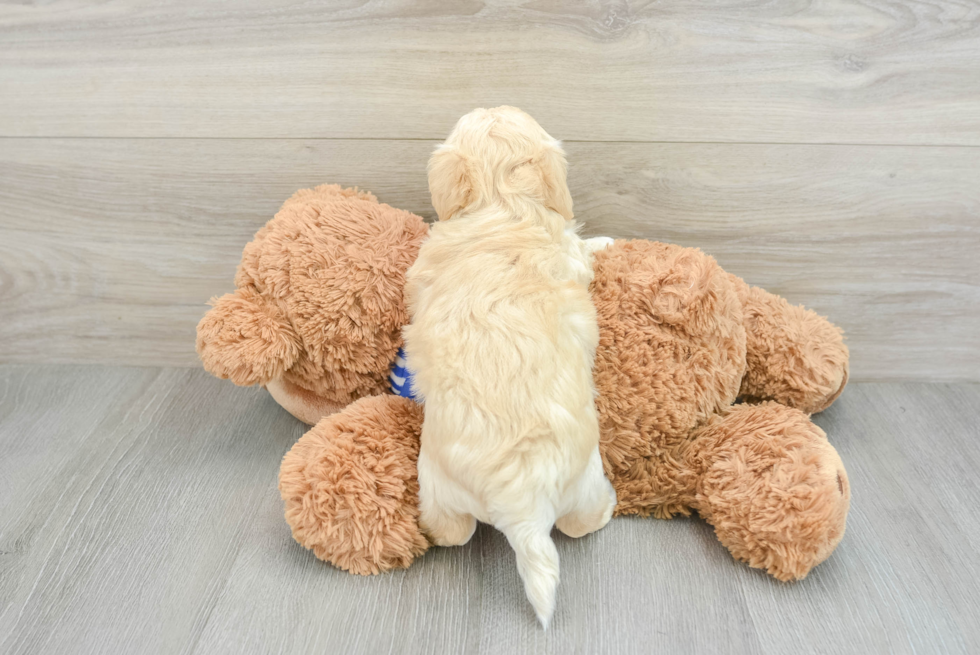 Funny Maltipoo Poodle Mix Pup