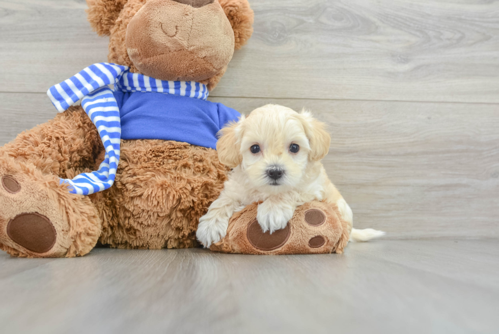 Maltipoo Pup Being Cute