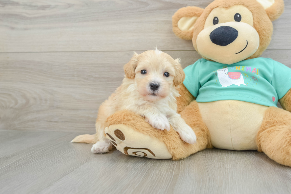 Cute Maltipoo Baby