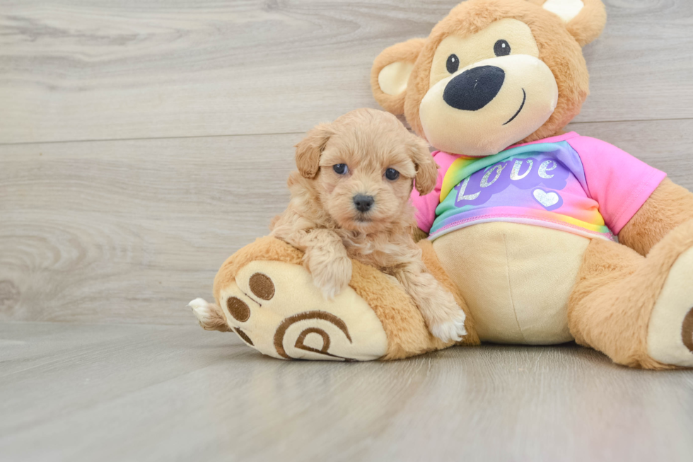 Friendly Maltipoo Baby