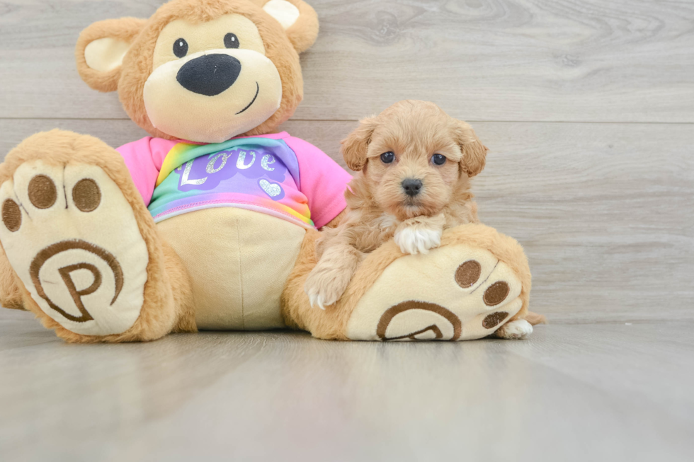 Maltipoo Puppy for Adoption