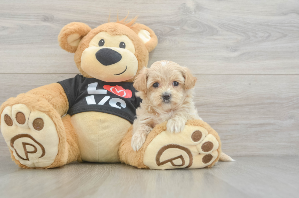 6 week old Maltipoo Puppy For Sale - Windy City Pups