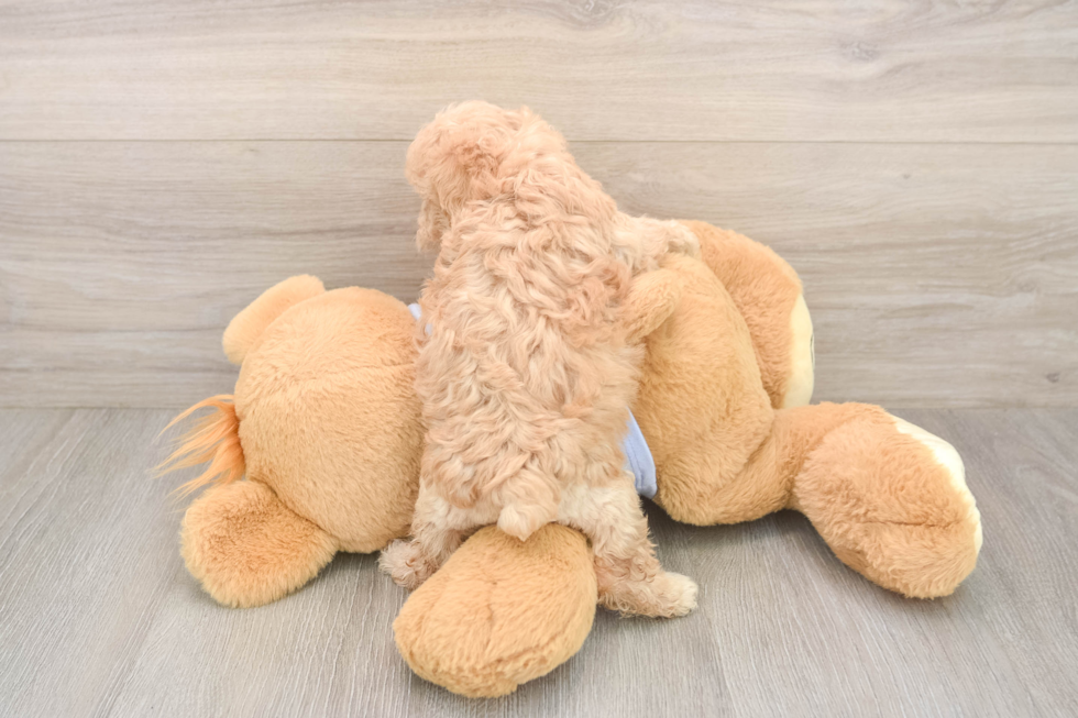 Funny Maltipoo Poodle Mix Pup