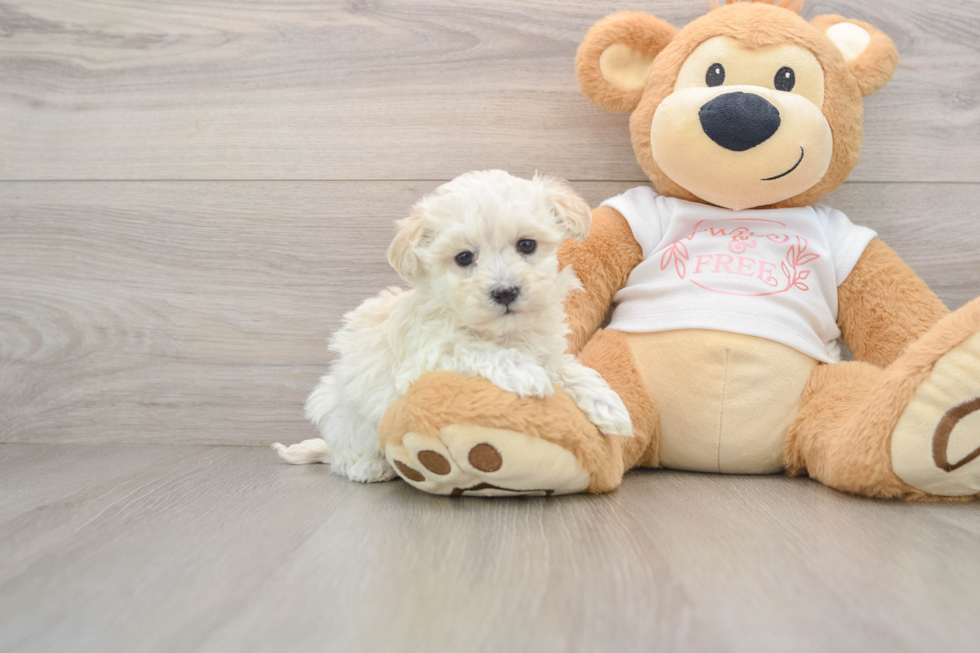 Best Maltipoo Baby