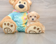 8 week old Maltipoo Puppy For Sale - Windy City Pups