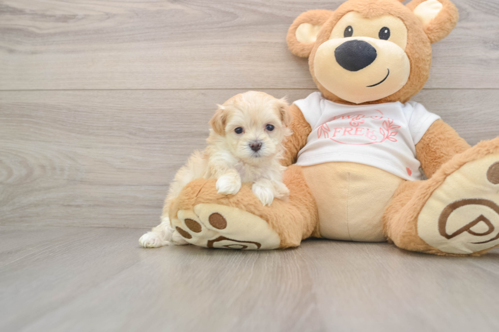 Maltipoo Puppy for Adoption