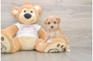 Smart Maltipoo Poodle Mix Pup