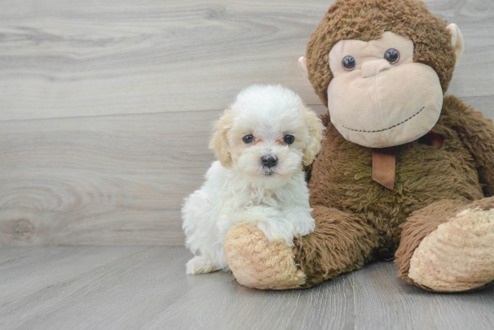 Energetic Maltepoo Poodle Mix Puppy