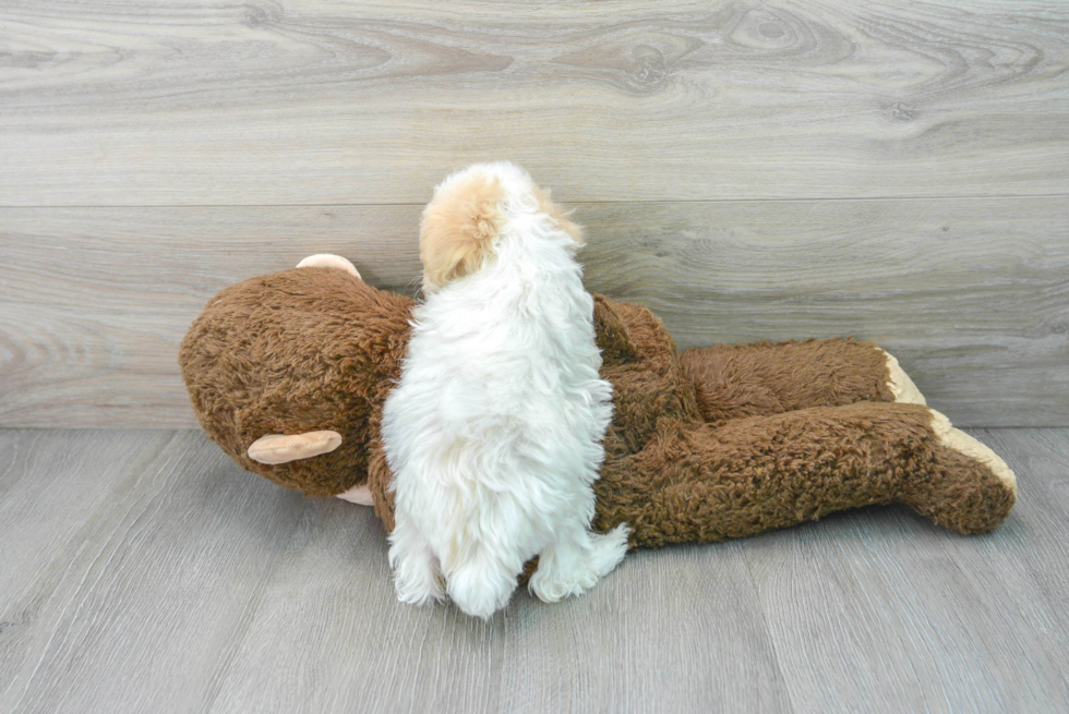 Friendly Maltipoo Baby