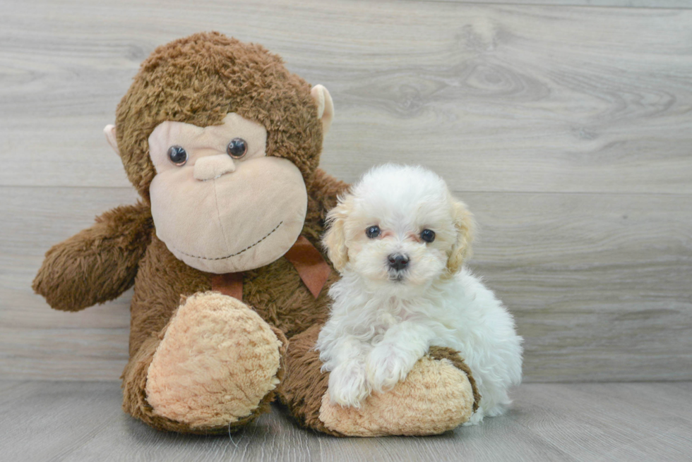 Popular Maltipoo Poodle Mix Pup