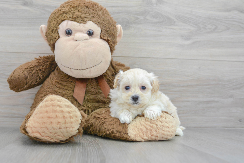 Playful Maltese Poodle Poodle Mix Puppy