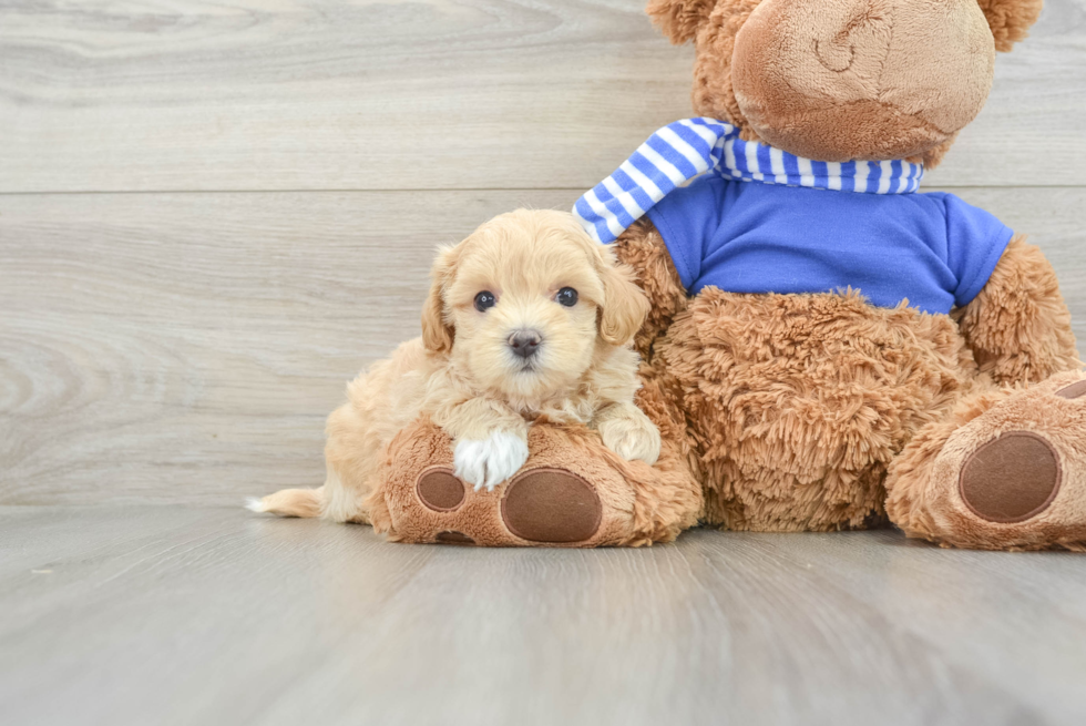 Maltipoo Puppy for Adoption