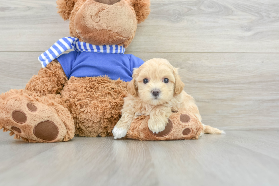 Smart Maltipoo Poodle Mix Pup