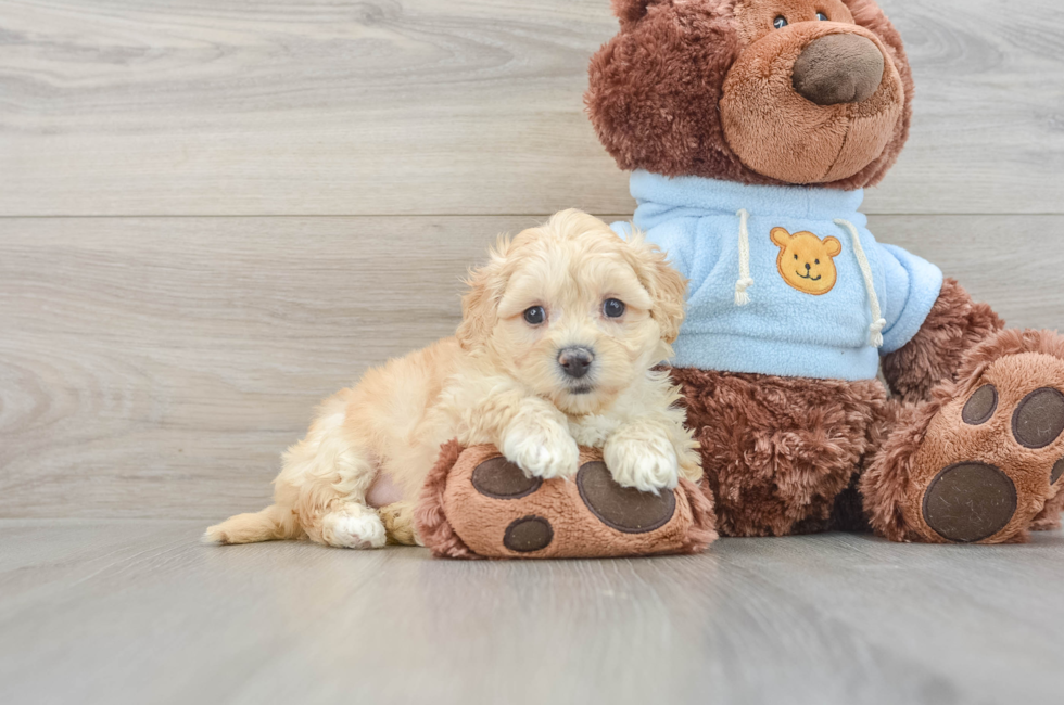 6 week old Maltipoo Puppy For Sale - Windy City Pups