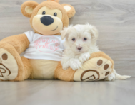 9 week old Maltipoo Puppy For Sale - Windy City Pups