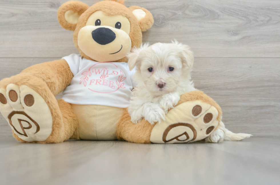 7 week old Maltipoo Puppy For Sale - Windy City Pups