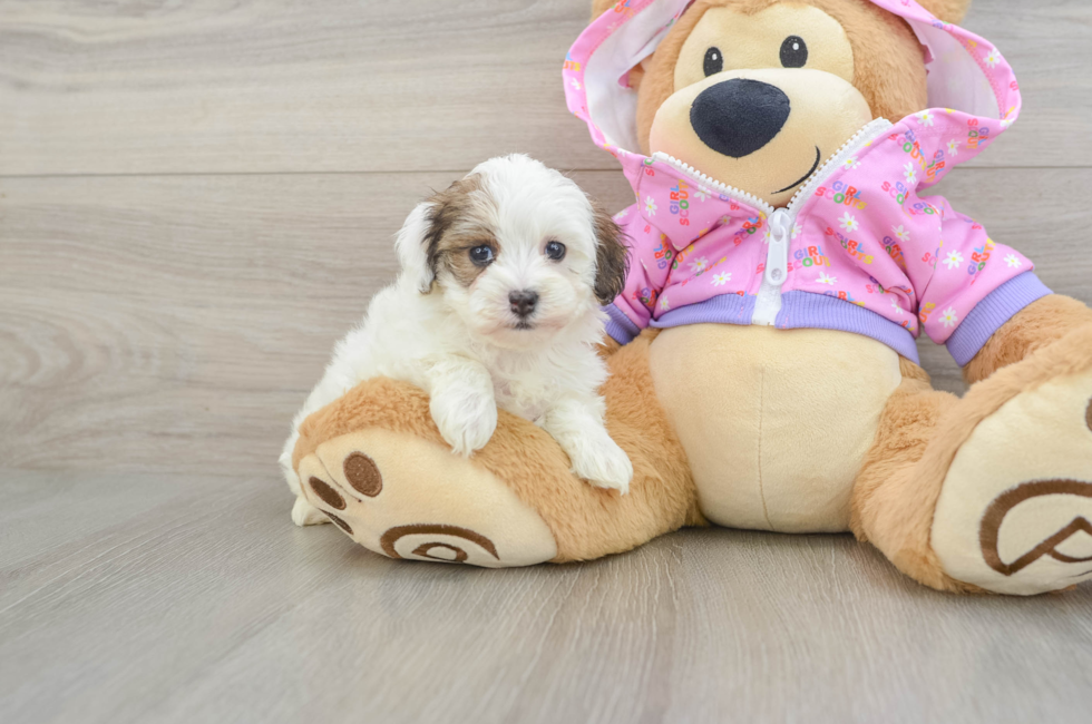7 week old Maltipoo Puppy For Sale - Windy City Pups