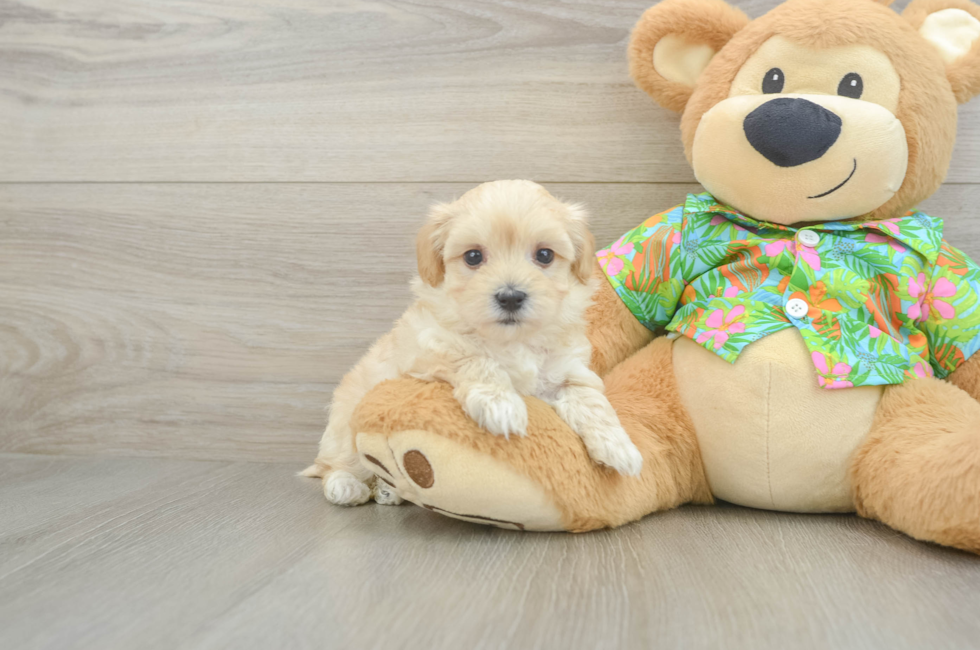 6 week old Maltipoo Puppy For Sale - Windy City Pups
